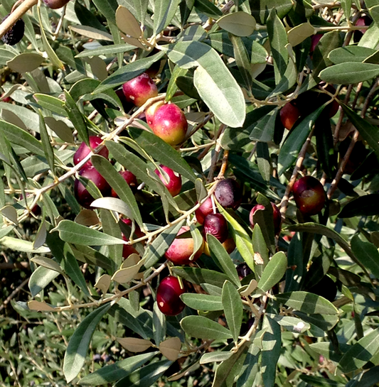 best-red-olives