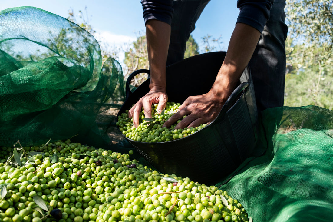 A person picking up olives from a bucket